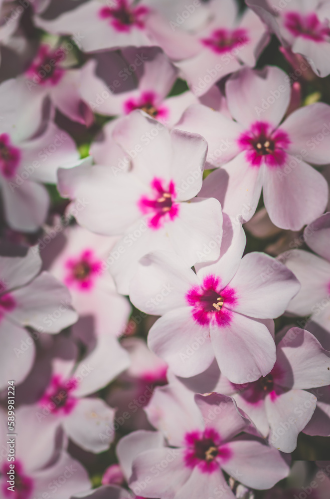 Fototapeta premium pink white phlox flower background
