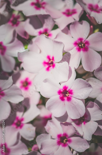 pink white phlox flower background