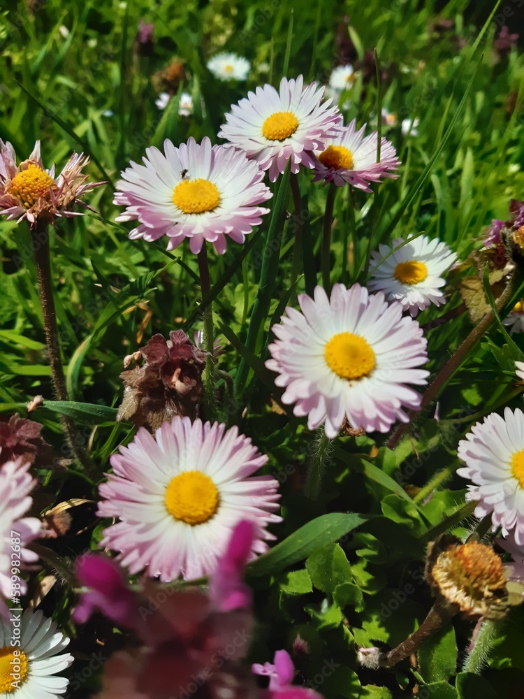 Obraz premium Nature