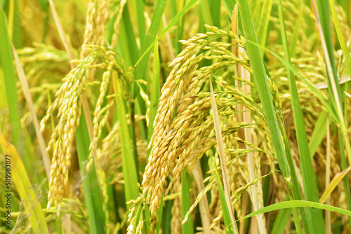 Fotografia Rice field. Beautiful golden rice field and ear of rice.