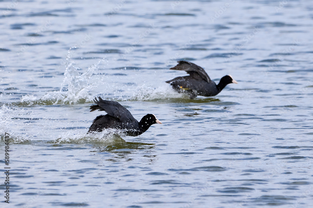 Eurasian Coots running on water ( Fulica Atra ). Eurasian Coots running on water ( Fulica Atra ).