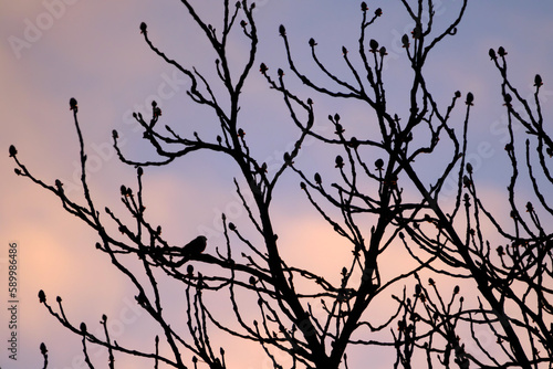 Silouhette of the branches of a tree and a bird sitting on a it, during sunrise, with beautiful pink blue sky on background.