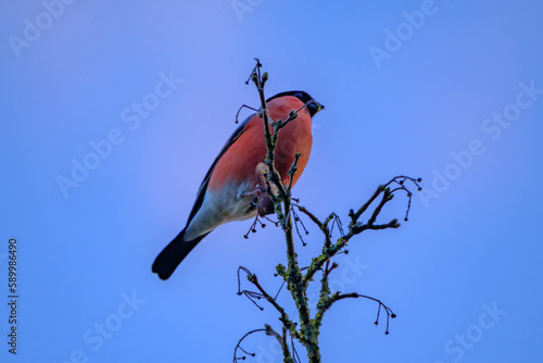 Eurasian bullfinch sittinh in a bush, common bullfinch or bullfinch, pyrrhula in Lower Saxony, Germany. photo