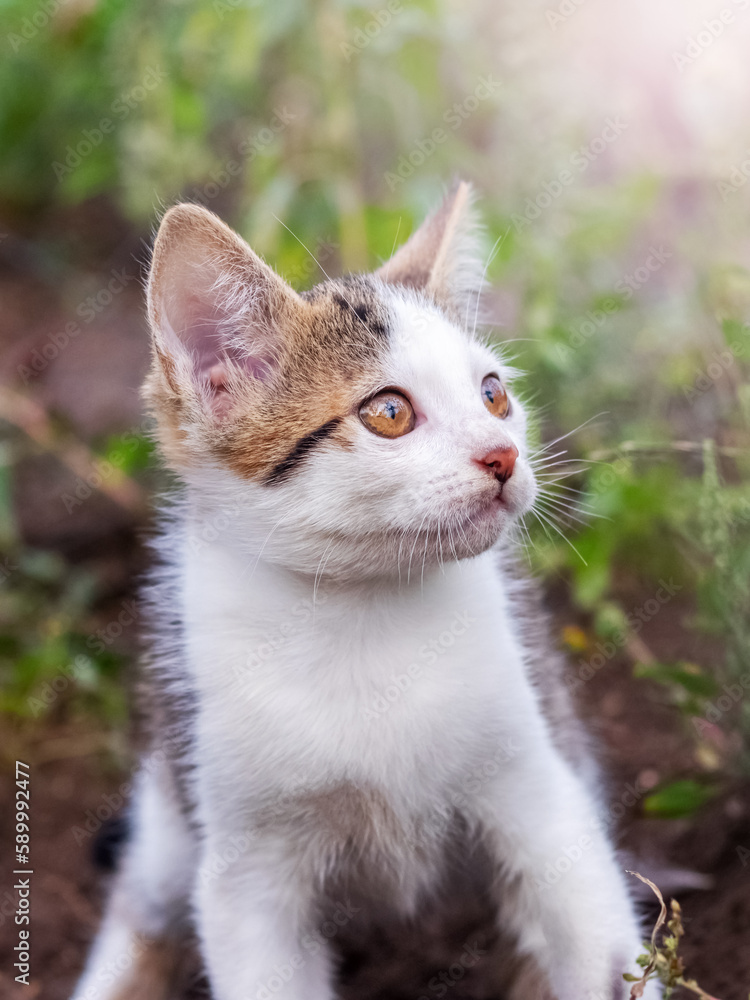 A small frightened kitten in the garden looks up A small frightened kitten in the garden looks up