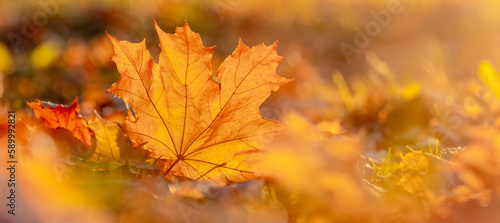 Orange maple leaf on the ground in the sun rays. Autumn leaves