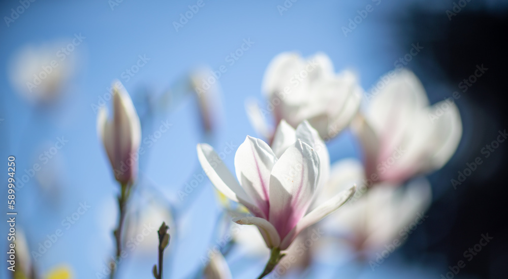 Fototapeta premium White Magnolia flower blooming on background of blurry white Magnolia on Magnolia tree
