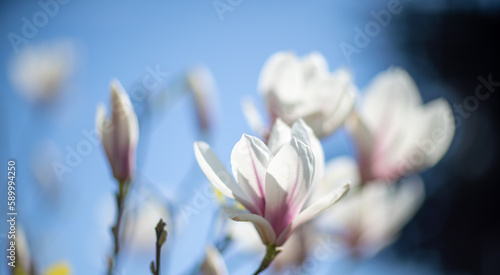 White Magnolia flower blooming on background of blurry white Magnolia on Magnolia tree