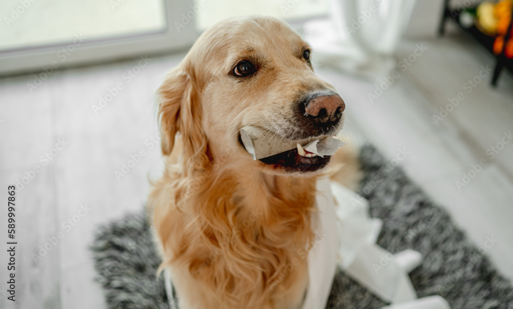 Golden retriever dog playing with toilet paper in bathroom on floor and looking at camera. Purebred doggy pet making mess with tissue paper at lavatory Golden retriever dog playing with toilet paper in bathroom on floor and looking at camera. Purebred doggy pet making mess with tissue paper at lavatory