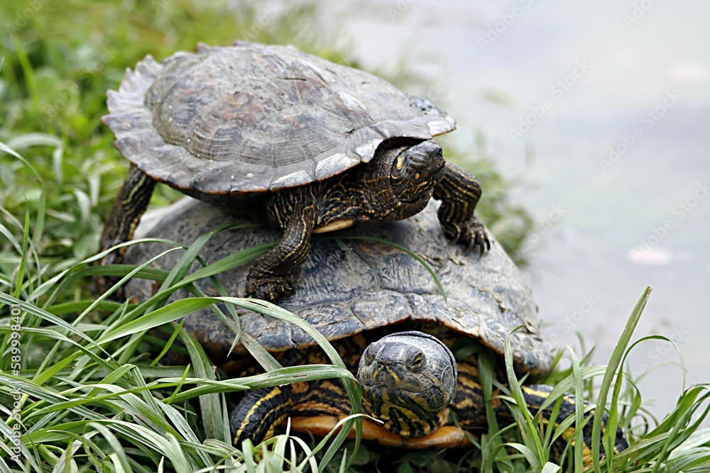 Obraz premium tortue