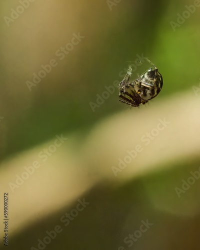 tiny spider creating a web