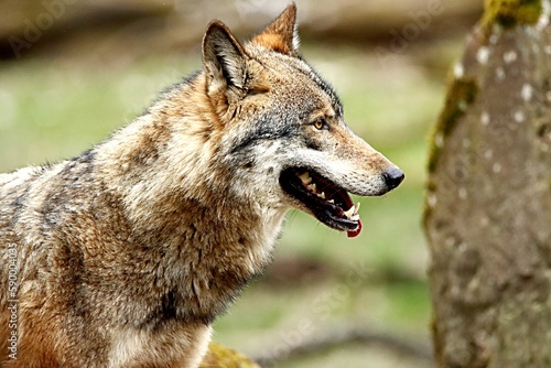 loup