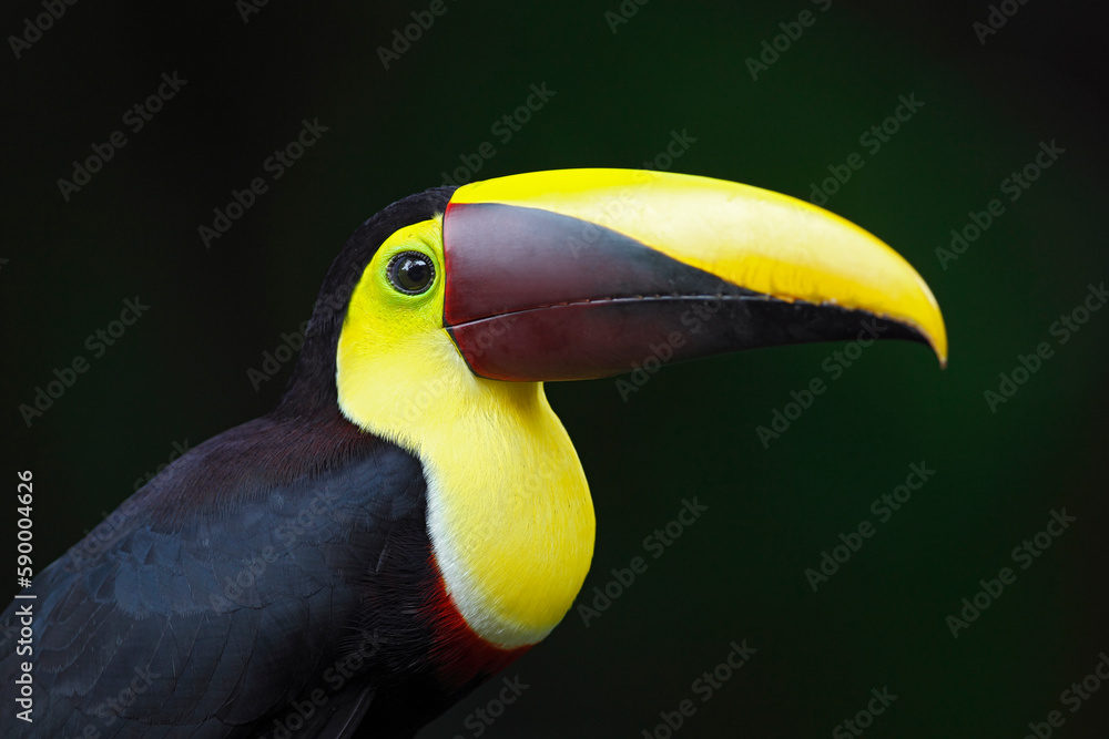 Yellow-throated Toucan perching on branch Yellow-throated Toucan perching on branch