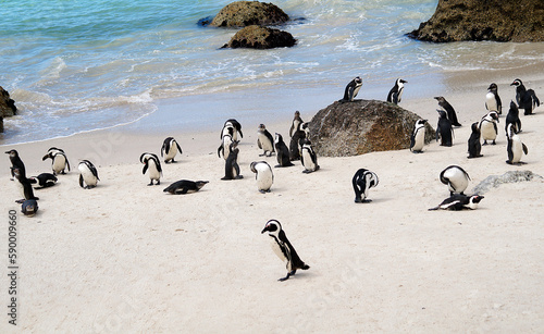 Fotografie Cape penguins at Boulders Beach, Simon's Town, South Africa
