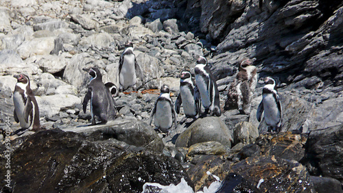 Penguins, Humboldt Penguin National Reserve, La Serena, Chile