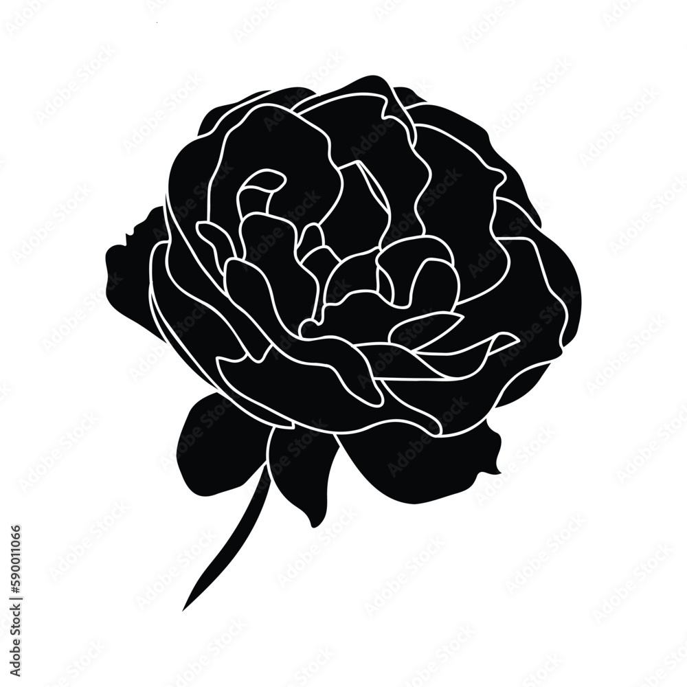 Rose hand drawn illustration in vecor. Sketches, line art. Rose hand drawn illustration in vecor. Sketches, line art.