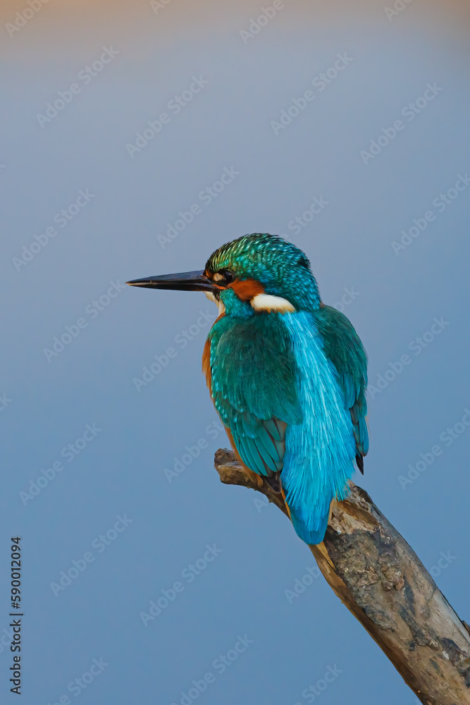 Fototapeta premium Eisvogel sitzt auf Ast