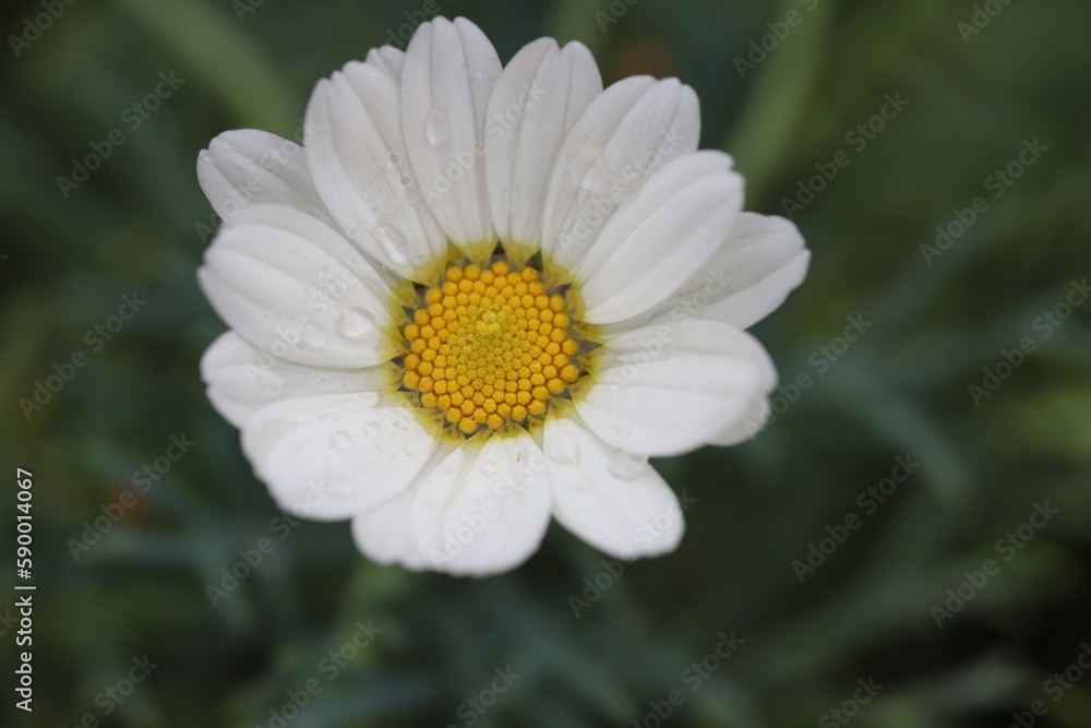white daisy flower white daisy flower