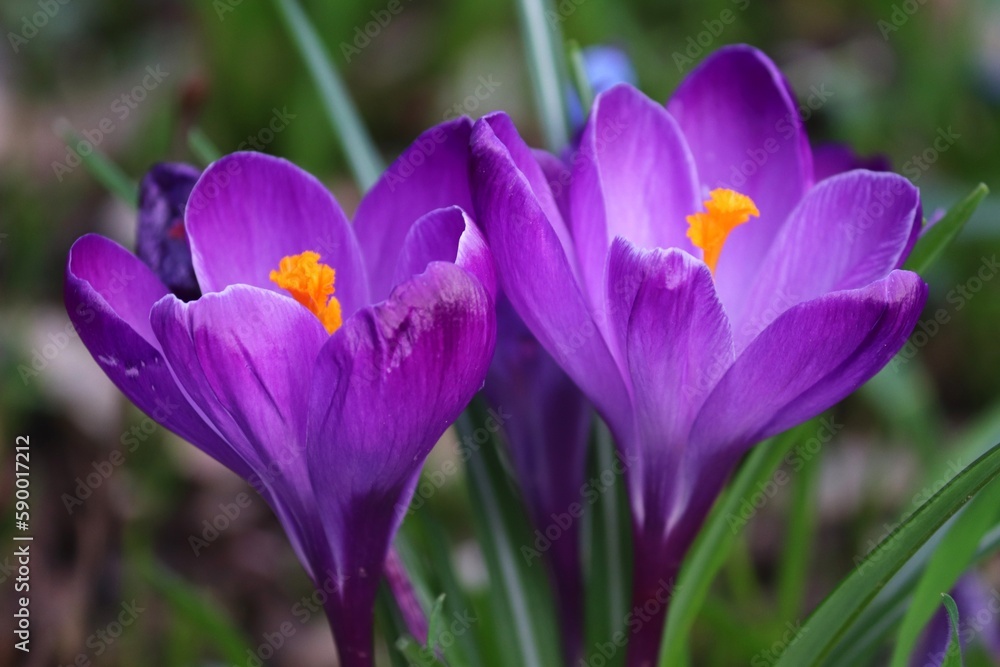 lila Krokus im Frühling