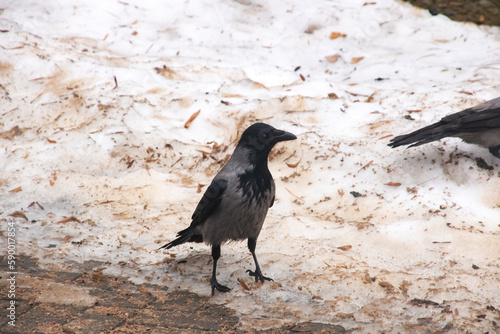 Grey crow on the dirty snow closeup