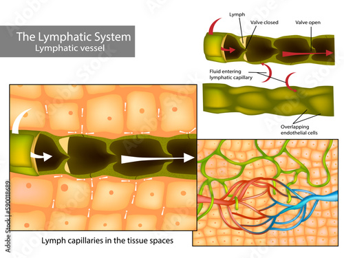 Lymph capillaries in the tissue spaces. Lymphatic circulation and structure of lymphatic vessels photo