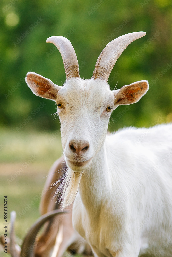 The goat is grazing in the meadow. Pastoral species and pastures of rural animals. Cattle graze in the pasture. Horned artiodactyl cattle on a ranch. The goat is grazing in the meadow. Pastoral species and pastures of rural animals. Cattle graze in the pasture. Horned artiodactyl cattle on a ranch.