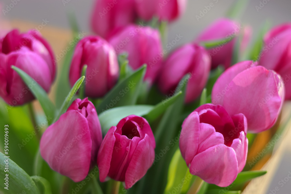 Fototapeta premium Pink tulips on natural background. Spring pink tulip flowers. Easter Mothers day or Valentine's day greeting card. Bunch of tulips. Birthday celebration concept. Tulip petals. Beautiful bouquet 