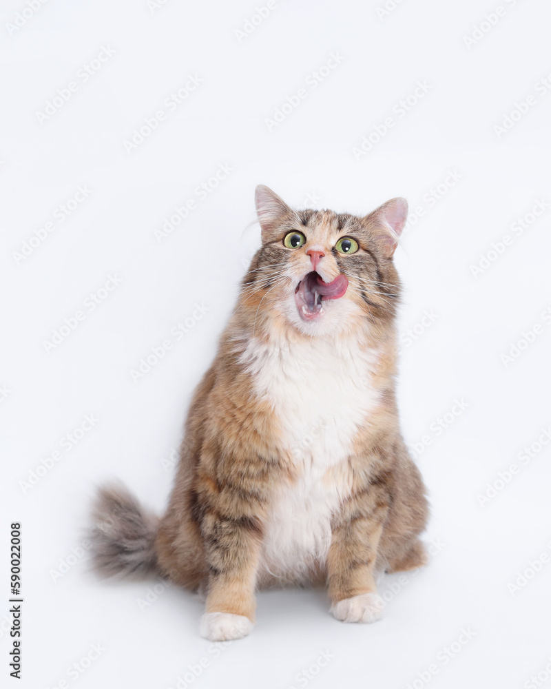 Cat sits and licks its lips. Cat with open mouth. White background studio shot of feline. Studio shot of a domestic Kitten looking up. Fluffy Kitten with whiskers on white backdrop. Vertical photo