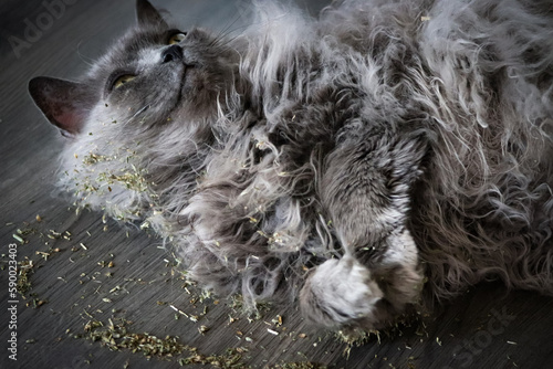 Long haired grey cat licking and playing in catnip