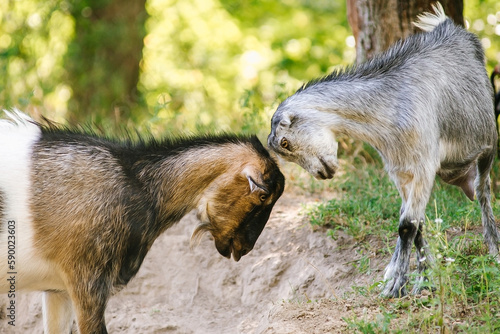 Two young goats play fighting in the park