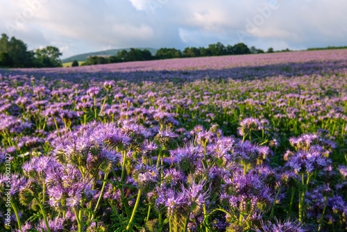 Lilac field of facelia, flowers. Phacelia Plantation in the summer. Pink, purple Facelia in the field. Honey culture.