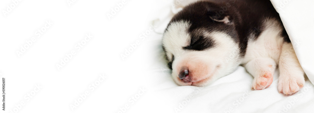 A fluffy husky puppy sleeps under white blanket on a bed at home