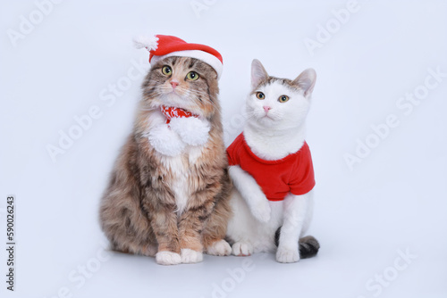 Two Cats isolated on a white background. Indoor Cat in Santa hat on neutral background. Fluffy Kitten with Santa hat.  Playful pet cat in Christmas outfit on white backdrop. Web banner Copy space Xmas © Mariia