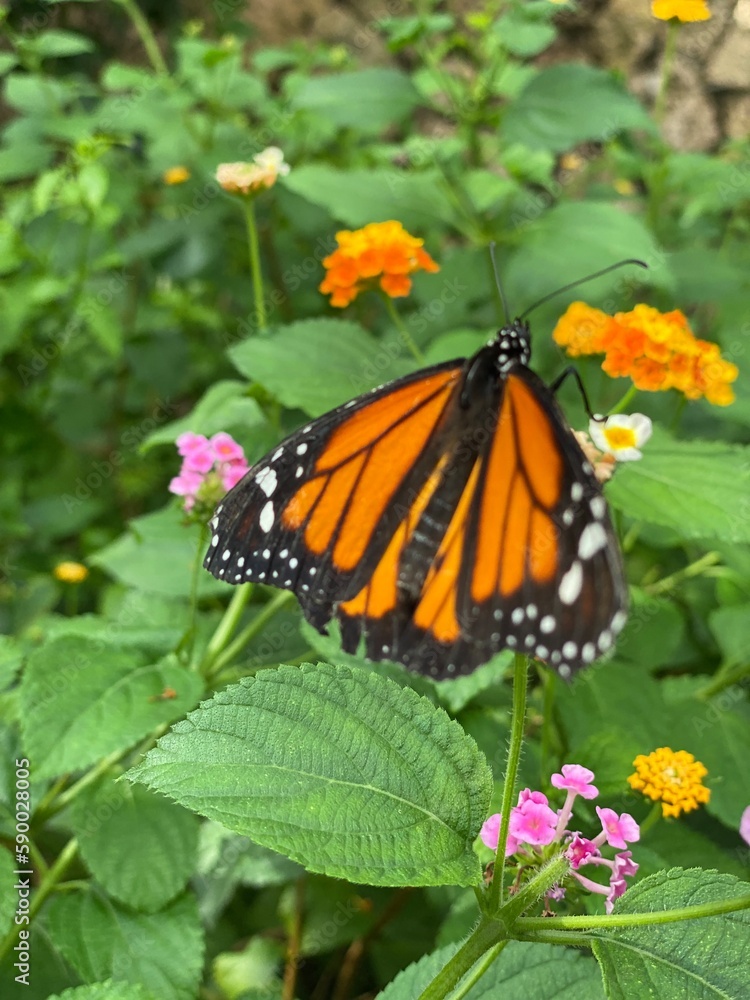 Obraz premium Schmetterling