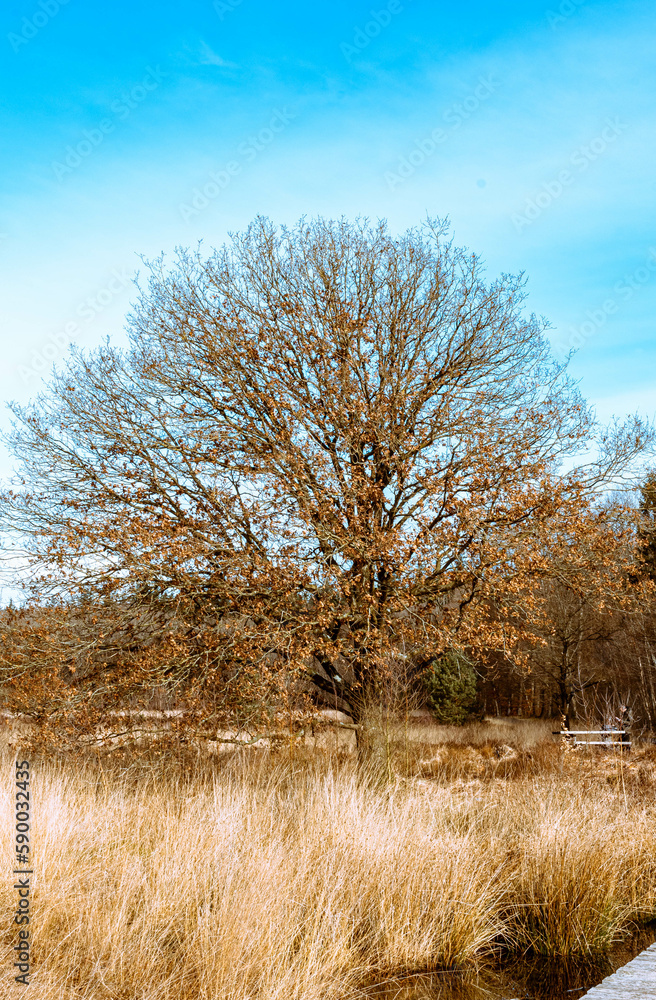 Fototapeta premium A lonely tree without leaves on a clear day
