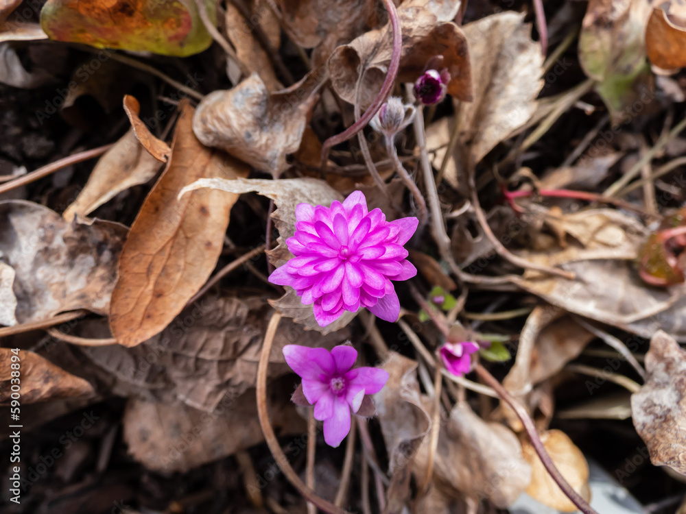 Macro of deep pink-red form of Hepatica nobilis Macro of deep pink-red form of Hepatica nobilis