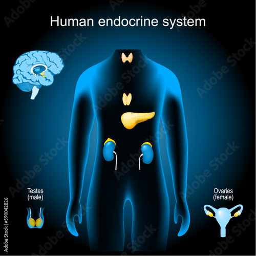 Glands of a human endocrine system