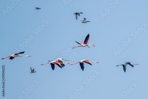 Greater Flamingos and Pink Flamingos in flight