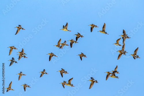 A flock of Red Shank in air