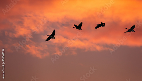 Bird over sunny autumn background © amirax545