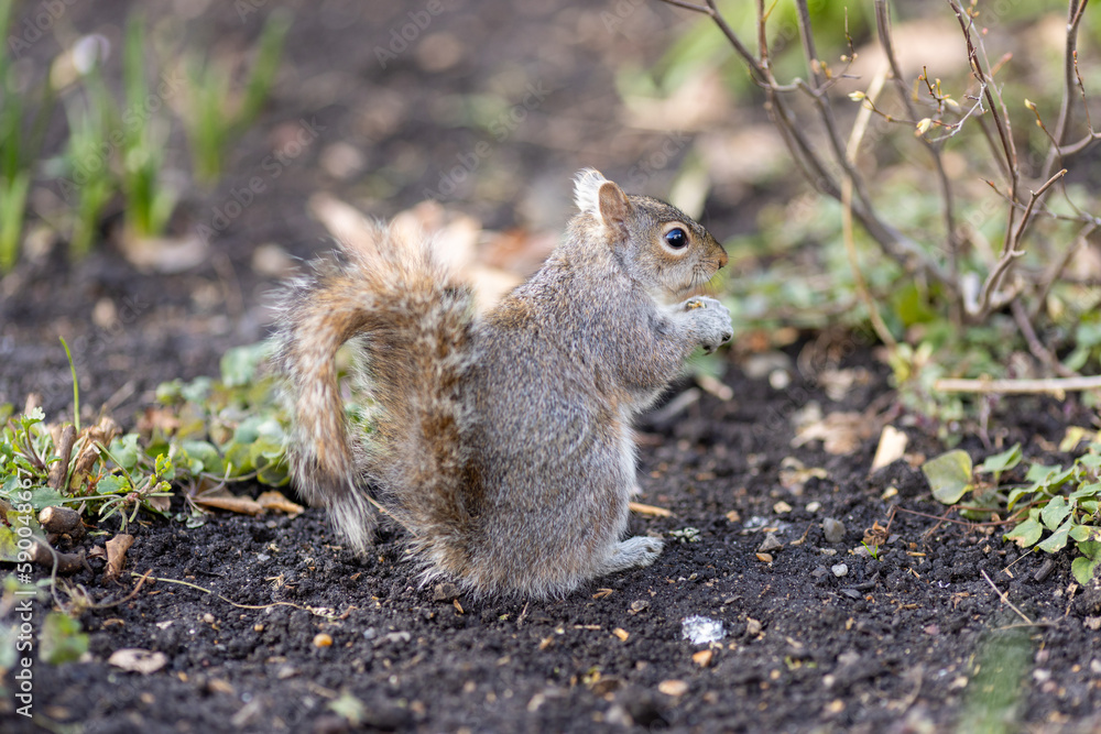 Fototapeta premium gray squirrel in spring time eating nuts