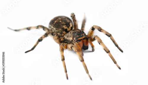 Giant hairy spider, Geolycosa vultuosa isolated on white, Europe 
