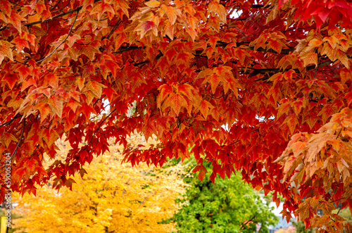 Autumn scenery with maple tree leaves in the foregraund