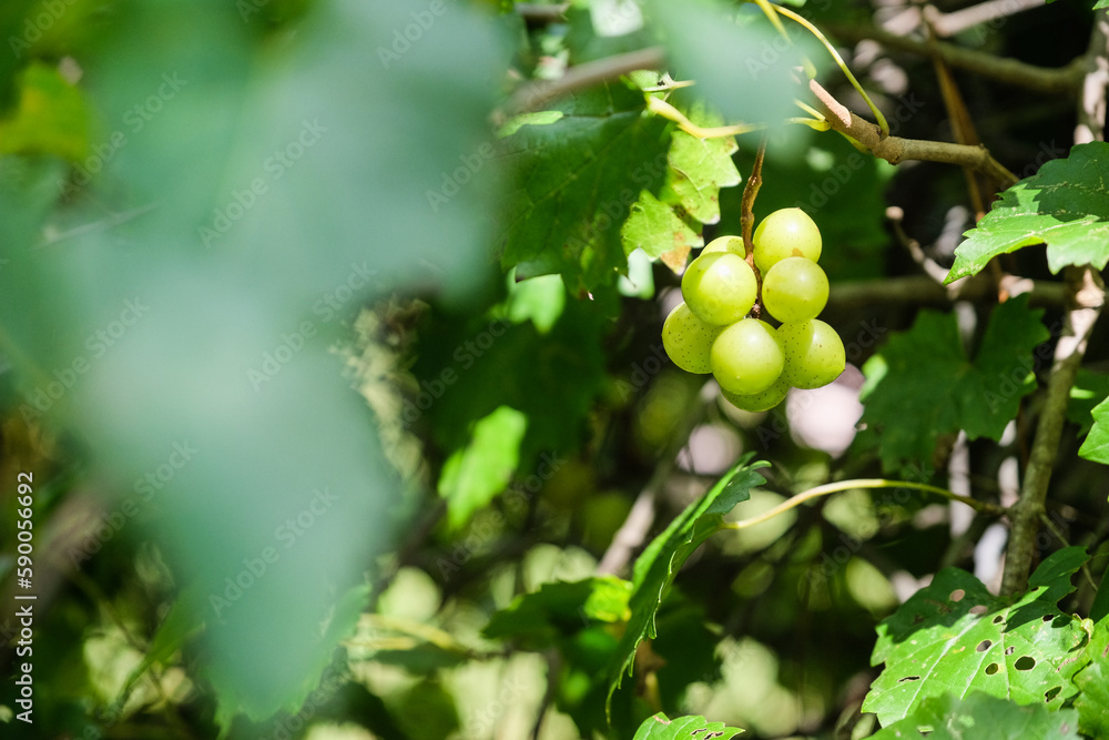Muscadines on vine Muscadines on vine
