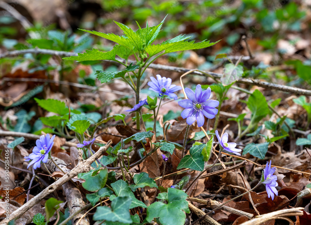 near view of violet blossoms of a liverleaf on the forestground in spring at sunshine near view of violet blossoms of a liverleaf on the forestground in spring at sunshine