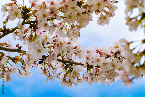 青空に咲く桜ソメイヨシノ　cherry blossoms in Tokyo, Japan