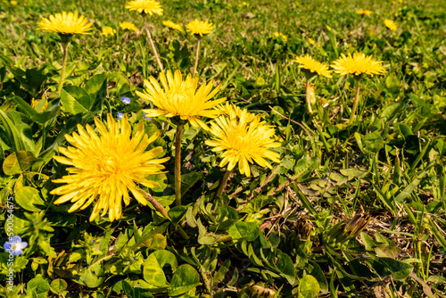 野原に咲くカントウタンポポ Japanese dandelion