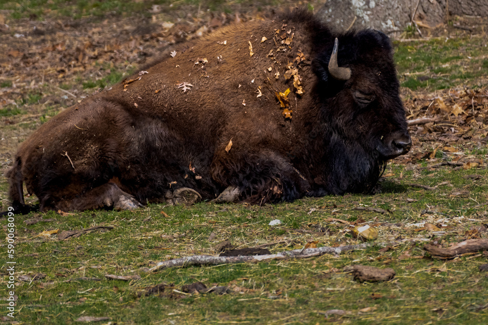 buffalo in the field buffalo in the field