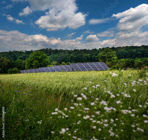 solar panels in a green field of cereals and white flowers under a beautiful ...