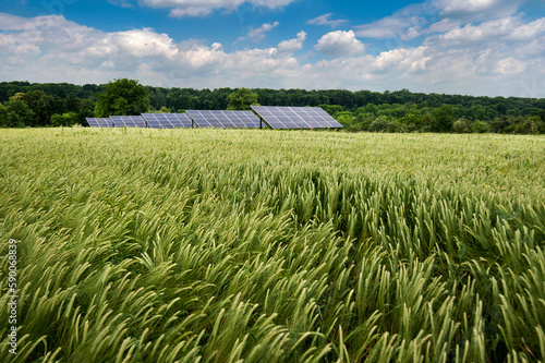 Solar panels and golden wheat field in summer. ripe ear before harvest