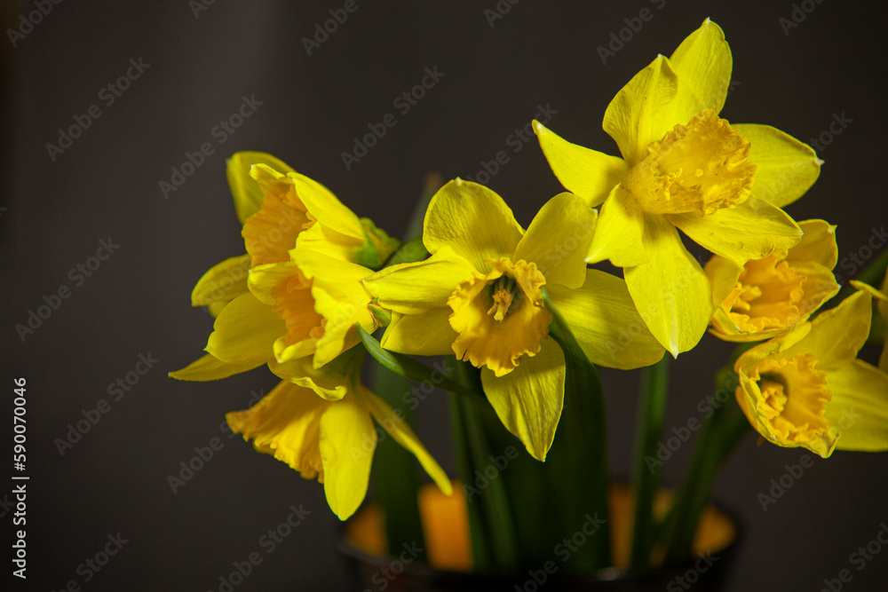 bouquet of yellow daffodils on a black background
